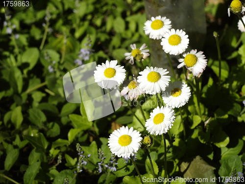 Image of Daisy chain flowers