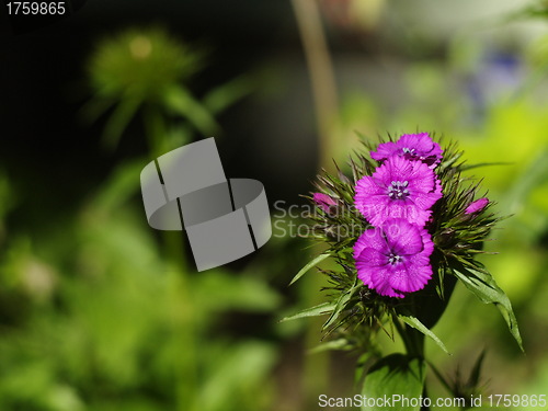 Image of Purple flower