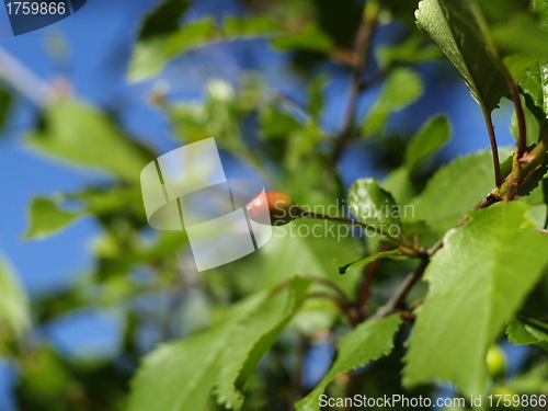 Image of Cherry tree