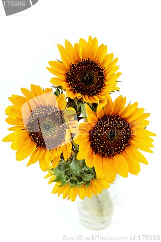 Image of Sunflowers