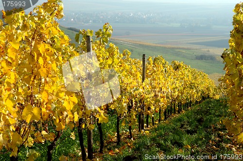 Image of Vineyards