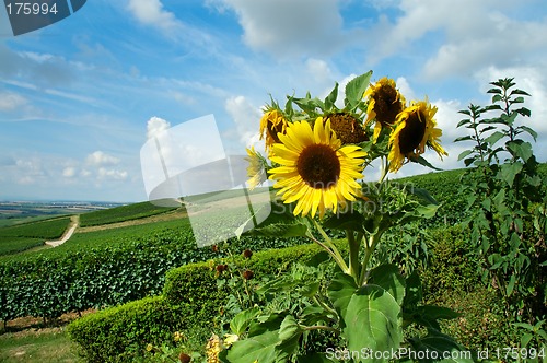 Image of Summer landscape