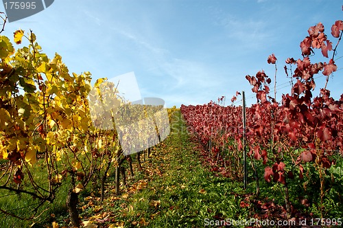 Image of Vineyard