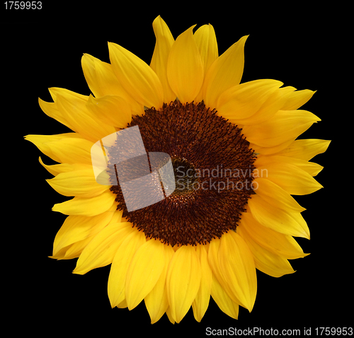 Image of sunflower