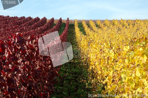 Image of Vineyard