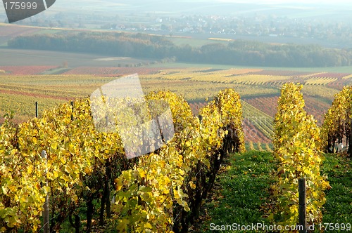 Image of Vineyard