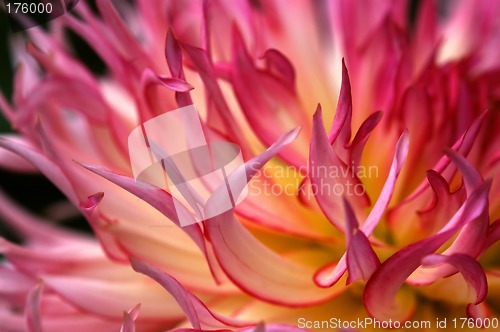 Image of Dahlia