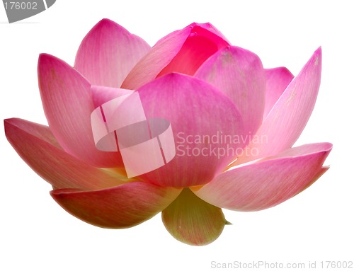 Image of Lotus