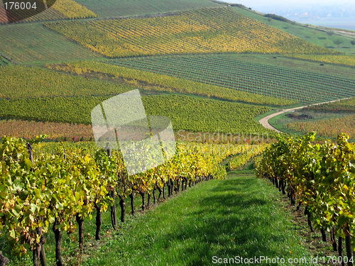 Image of Vineyard