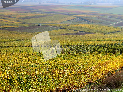 Image of Vineyard