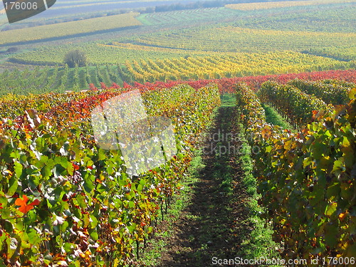 Image of Vineyard