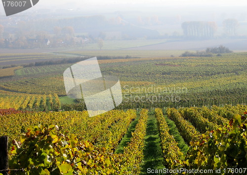 Image of Vineyard