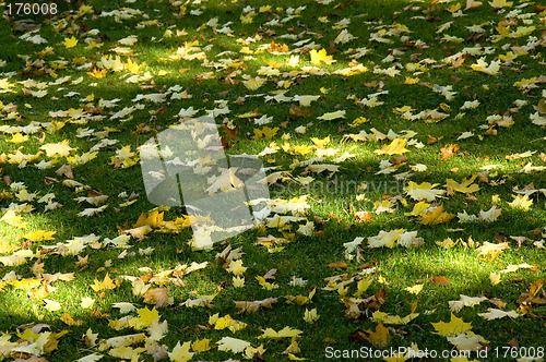 Image of Sun shade and leaves 01
