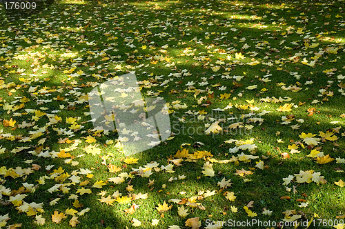 Image of Sun shade and leaves 02