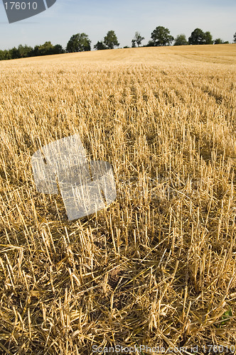 Image of Stubble