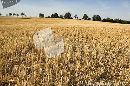 Image of Stubble