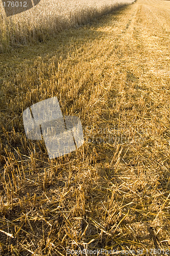 Image of Stubble