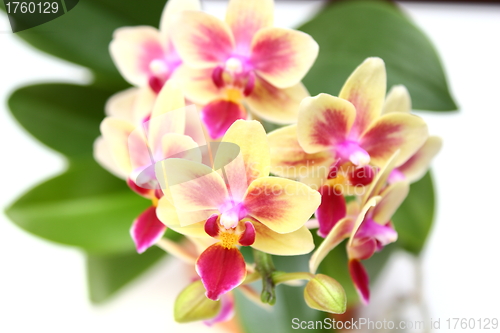 Image of orchid over white