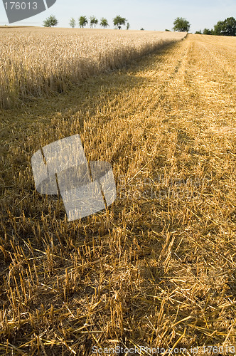 Image of Stubble