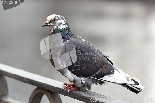 Image of bird dove