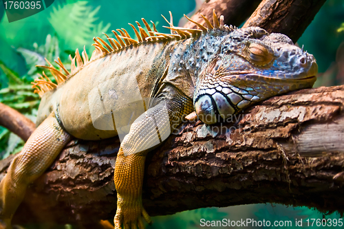 Image of Iguana