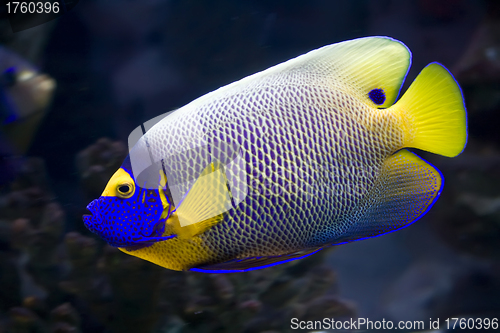 Image of Angelfish