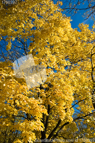 Image of Maple in Fall