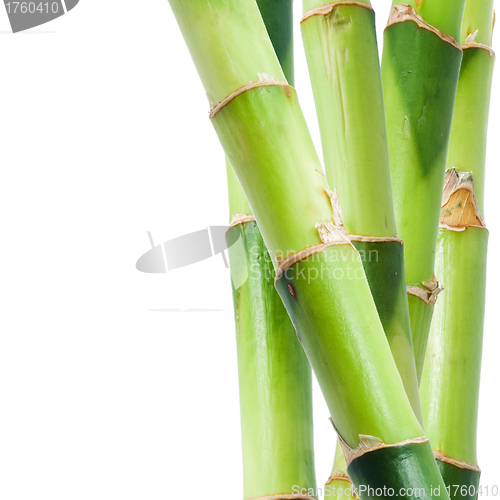 Image of Bamboo