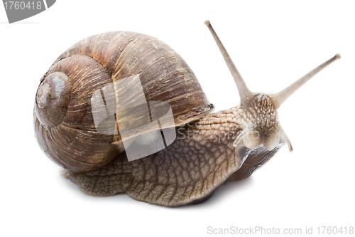 Image of Snail