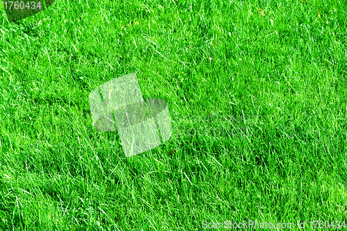 Image of Grass