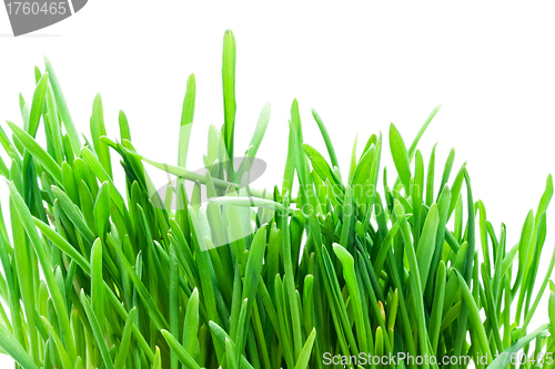Image of Grass