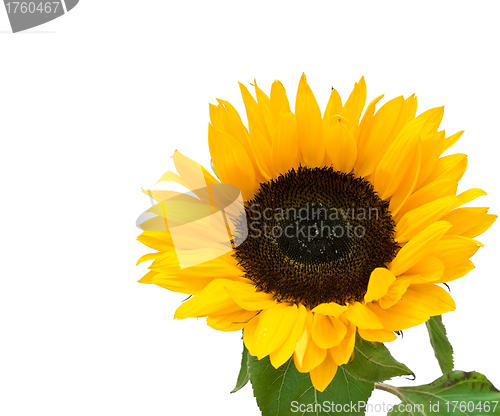 Image of Sunflower