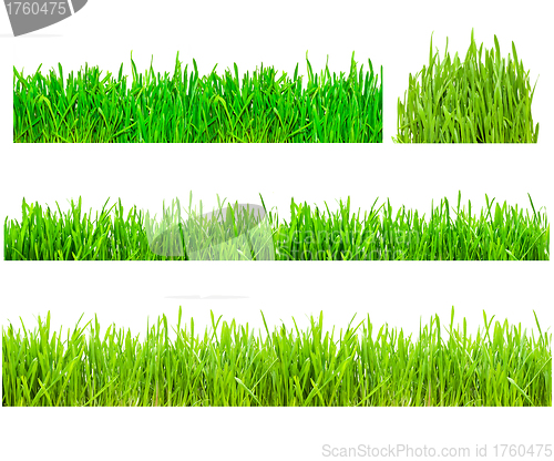 Image of Green Grass