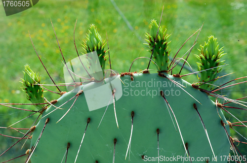 Image of Prickly Pear cactus prepared for blooming 