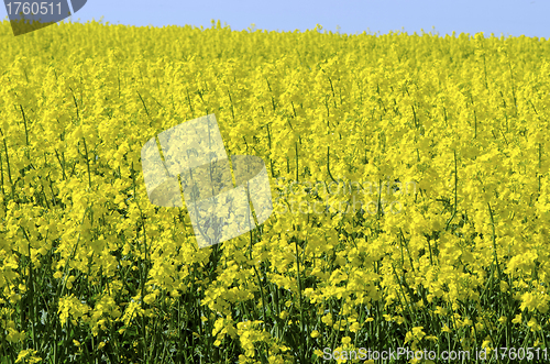 Image of Background of vivid agricultural rapeseed field 