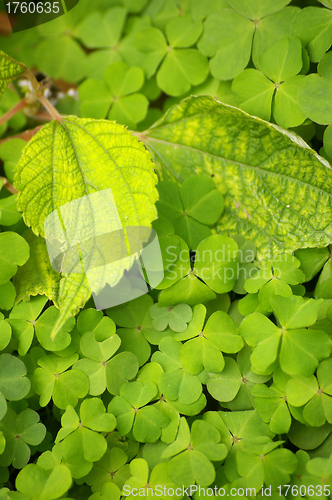 Image of Green leaves background