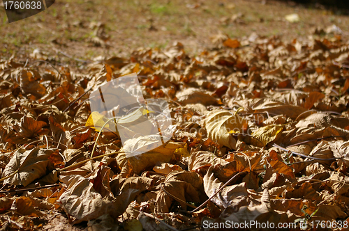 Image of Fallen leaves background