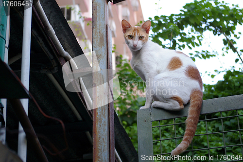 Image of A cat staring at people, sitting on the gate.