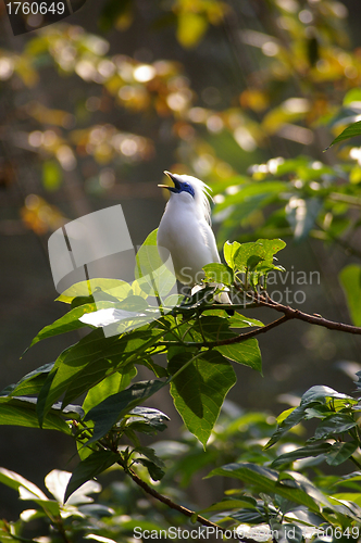 Image of Singing bird on tree