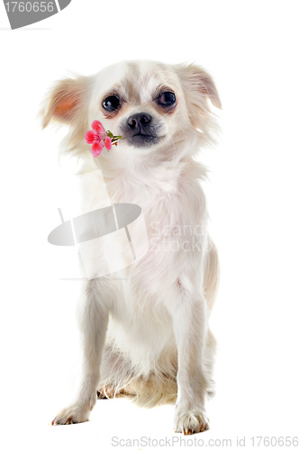 Image of chihuahua and flower