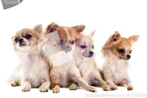 Image of chihuahuas
