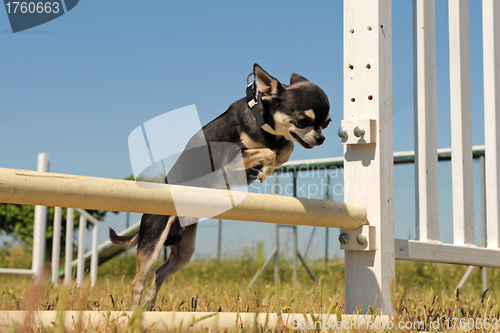 Image of jumping chihuahua