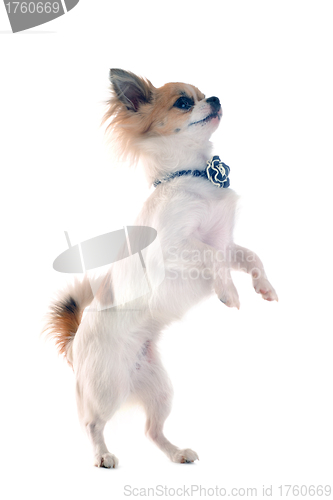 Image of chihuahua upright