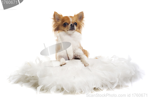 Image of chihuahua