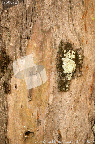 Image of Tree barks texture