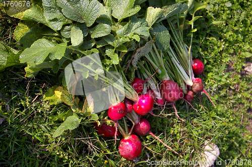 Image of Fresh beetroots