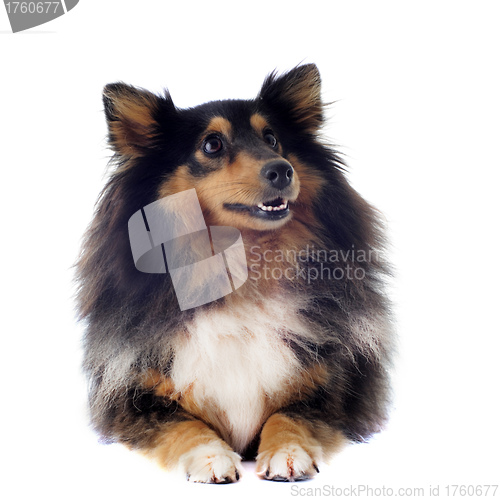 Image of shetland dog