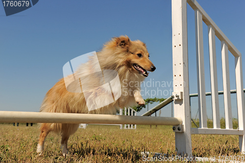 Image of shetland in agility