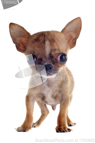 Image of puppy chihuahua