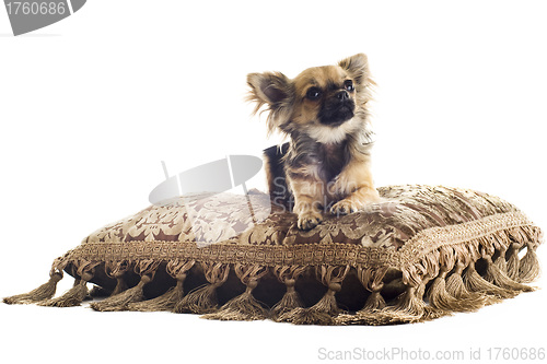 Image of puppy chihuahua